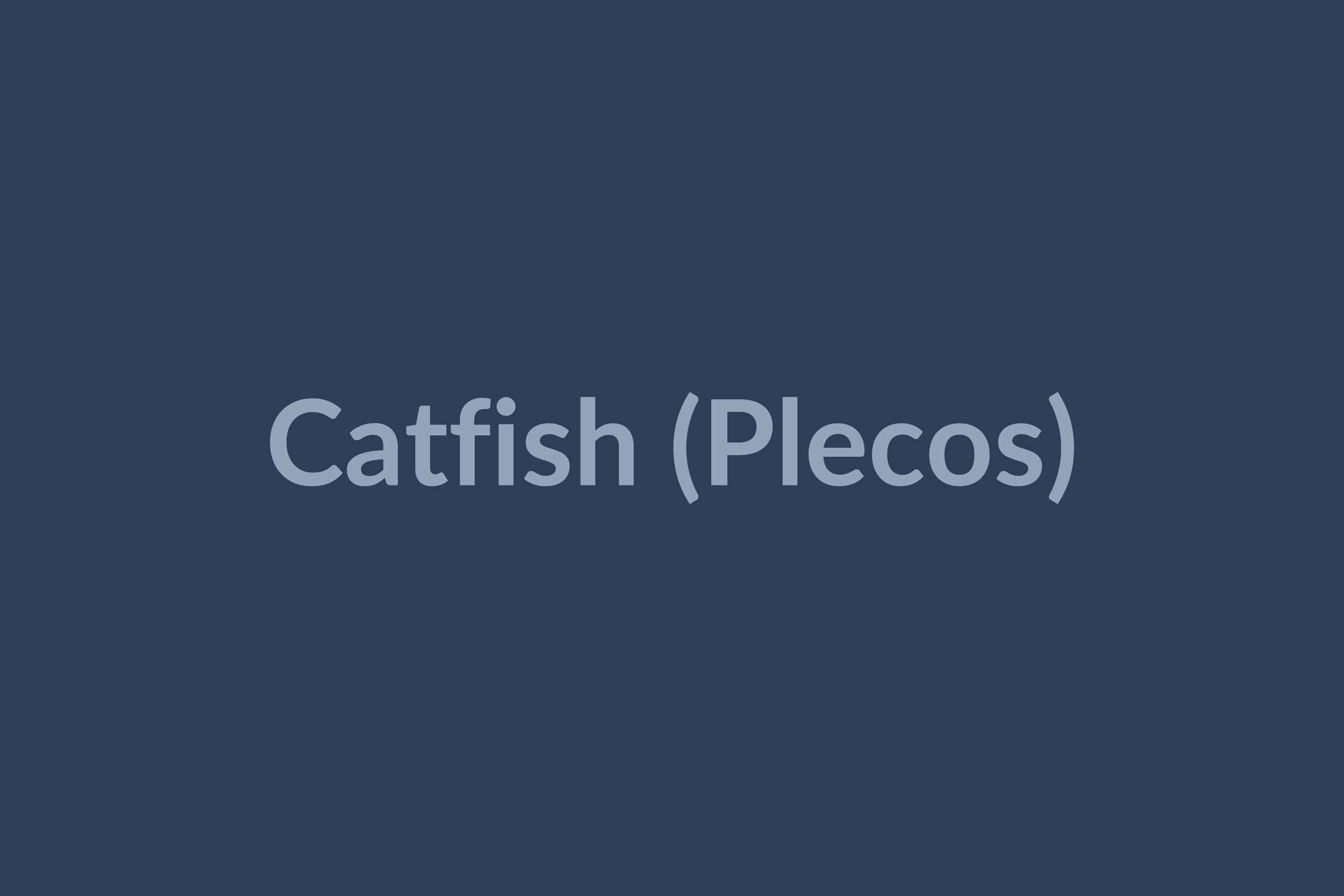 Blue Whale Catfish