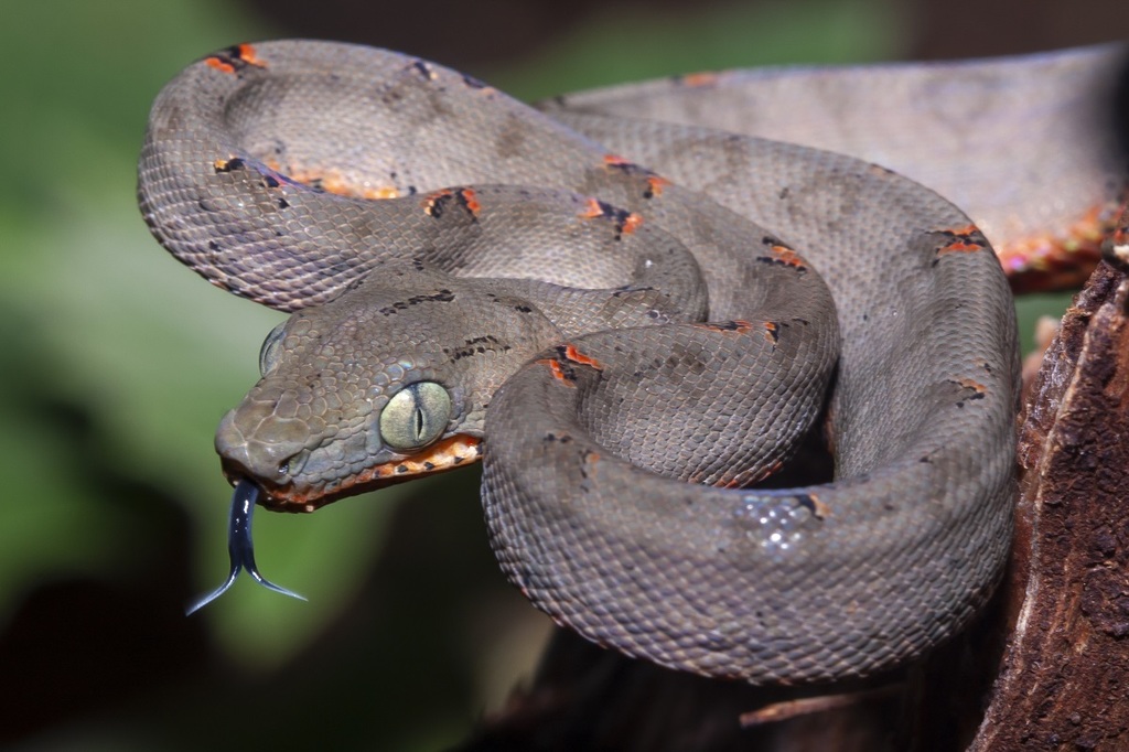 Amazon Tree Boa